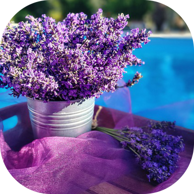 Fresh Lavender - Fragrance Oil