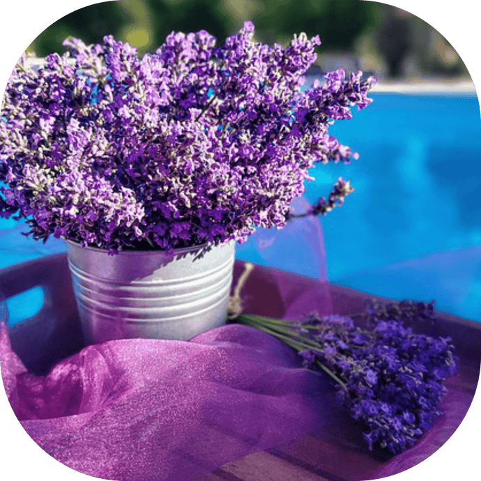 Fresh Lavender - Fragrance Oil - Rama Candles