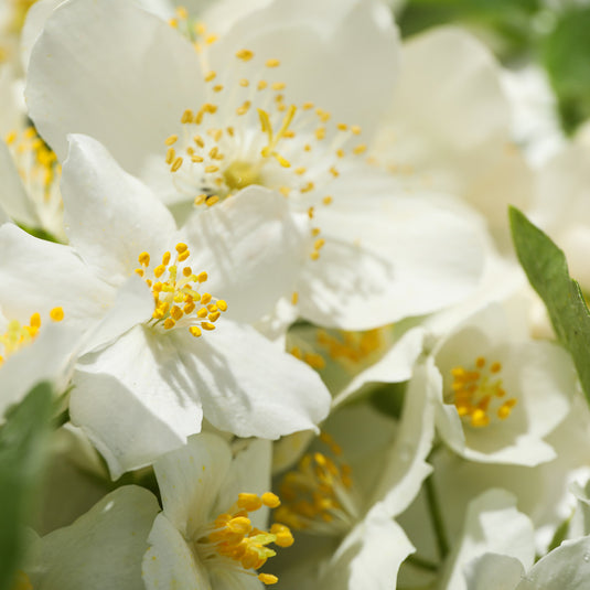 JASMINE | Fragrance oil