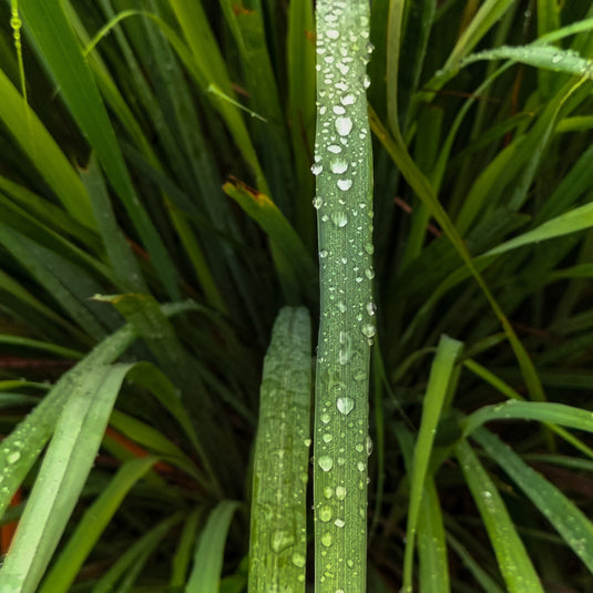 LEMONGRASS | Fragrance oil