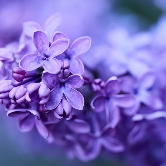 LILAC | Fragrance oil