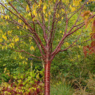 NORDIC BERRY BIRCH