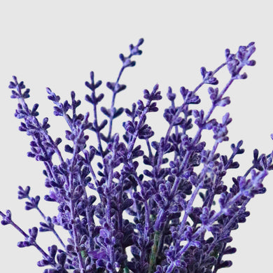 Fresh Lavender - Fragrance Oil